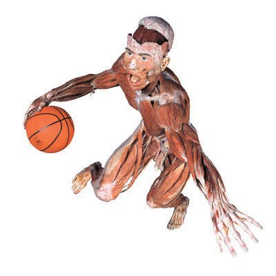 Basketballer_frontal